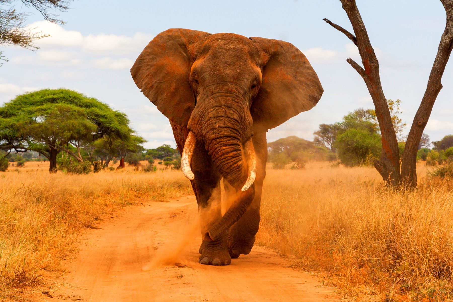 Südafrika Elefant