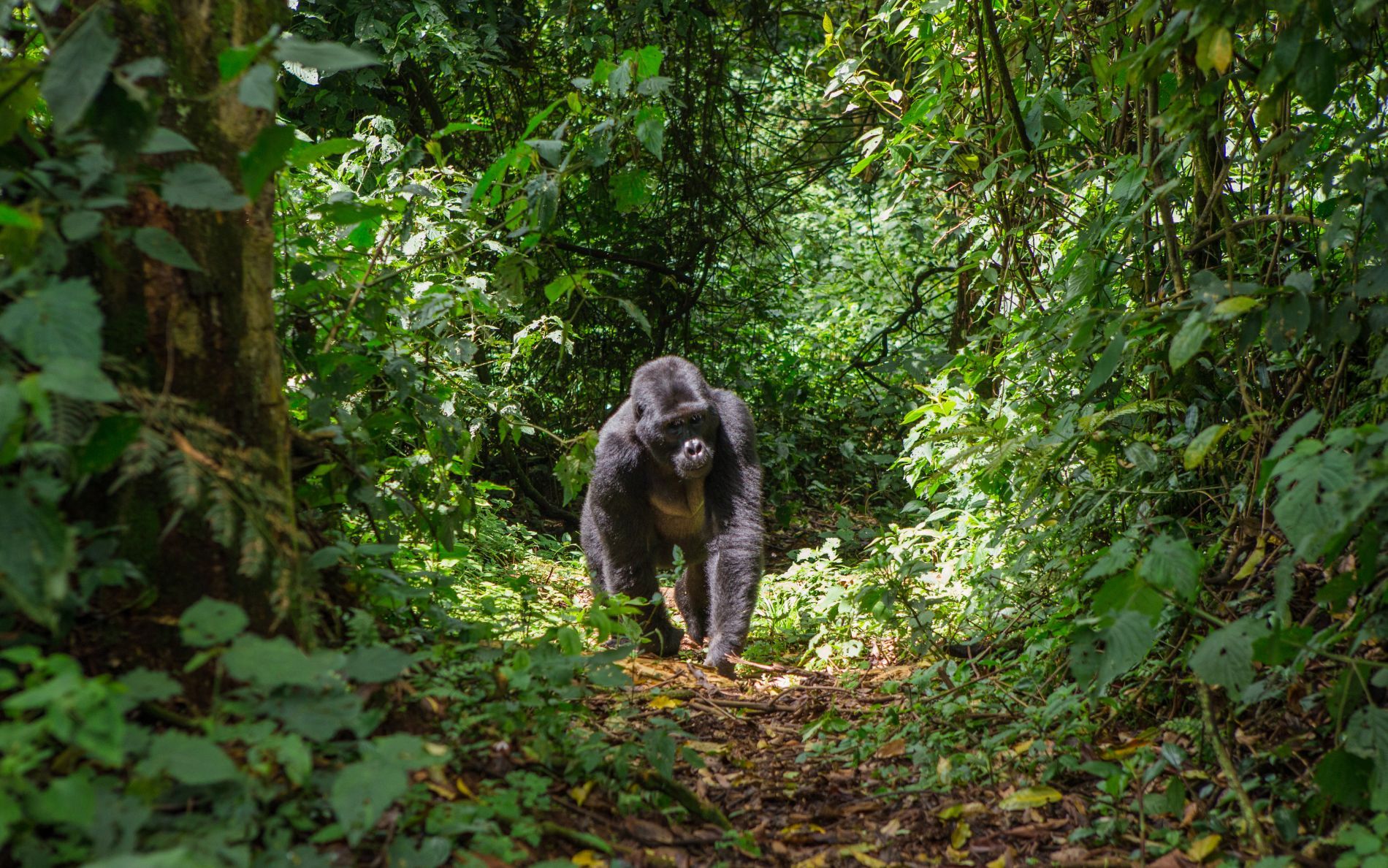 Uganda Reise