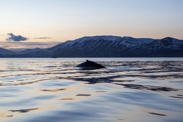 Iceland Akureyri Whale Ocean Sunset
