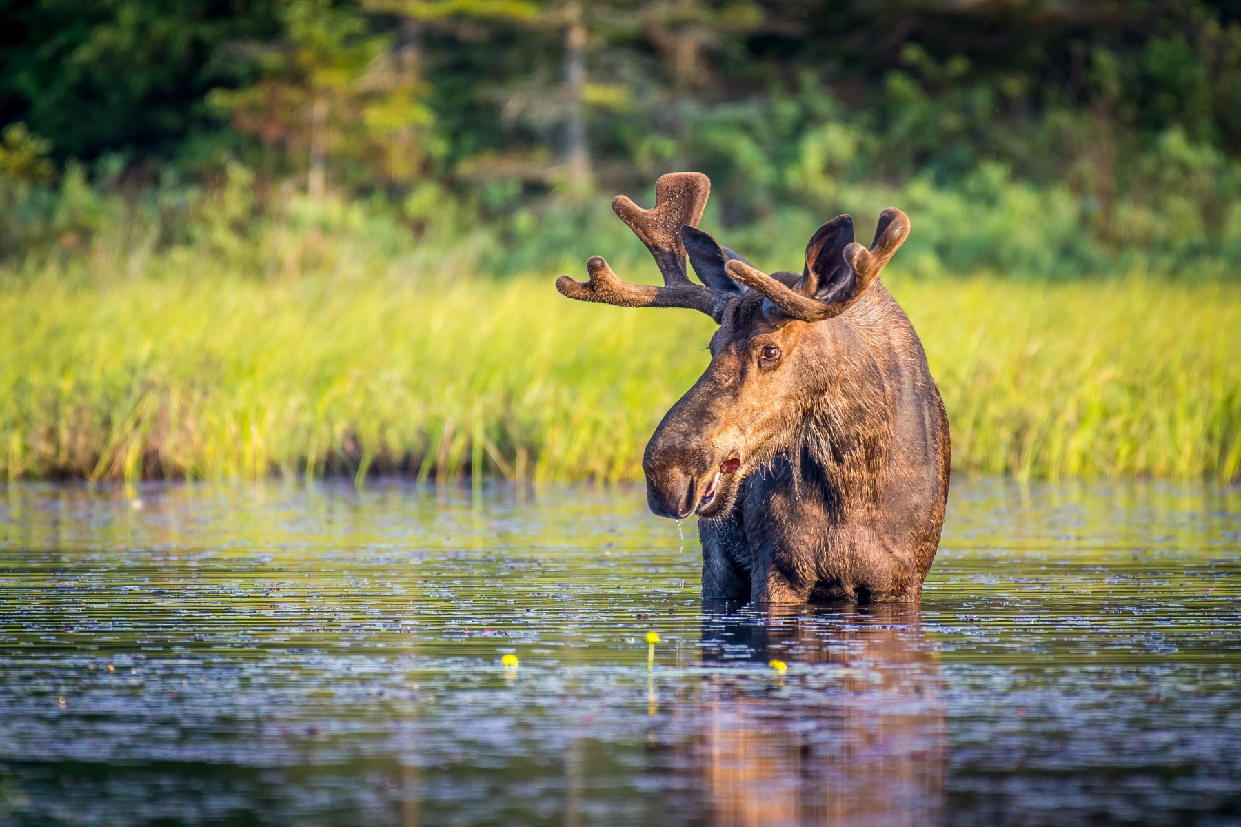 Elch im Wasser
