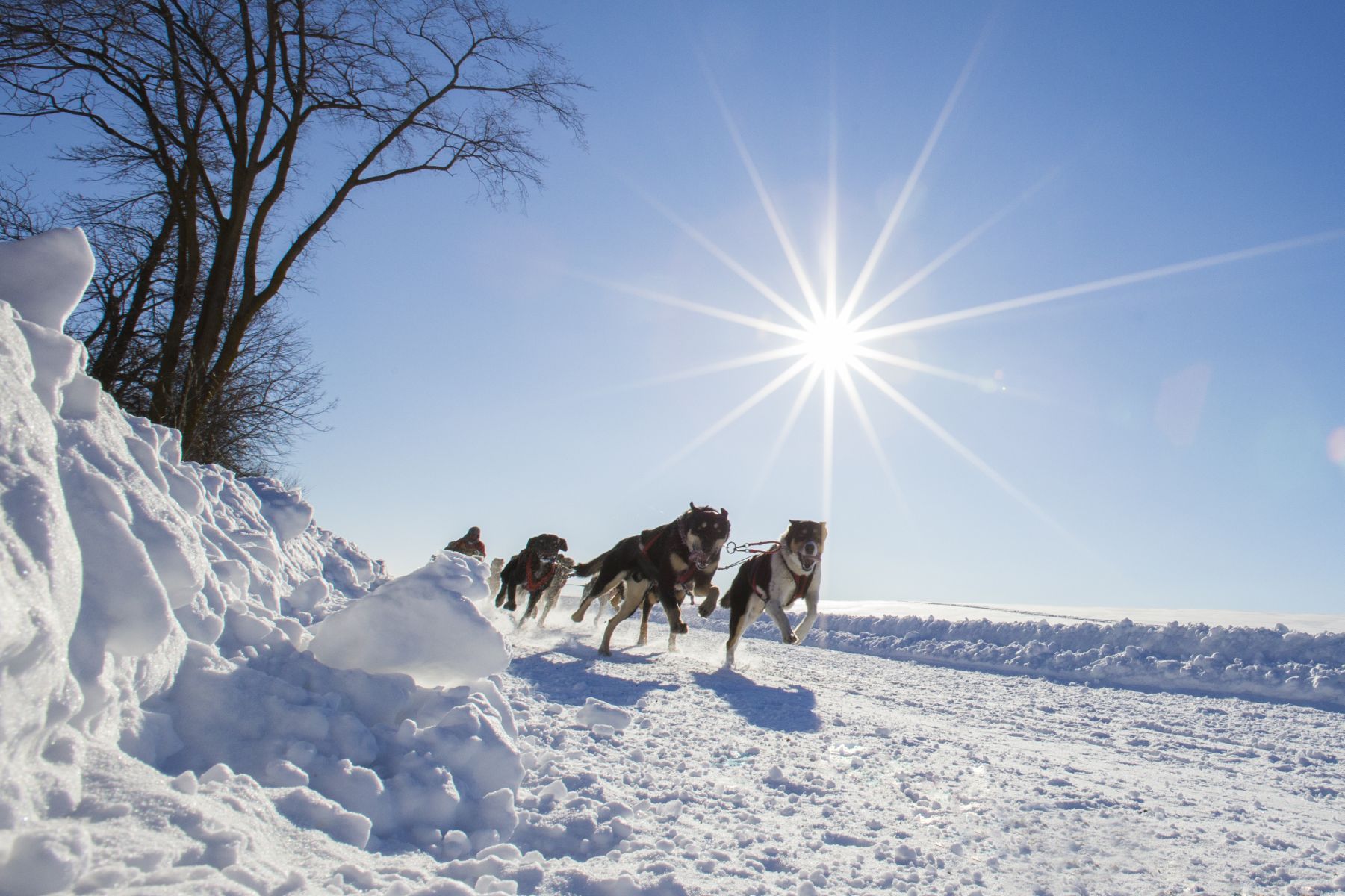 Hundeschlitten im Schnee