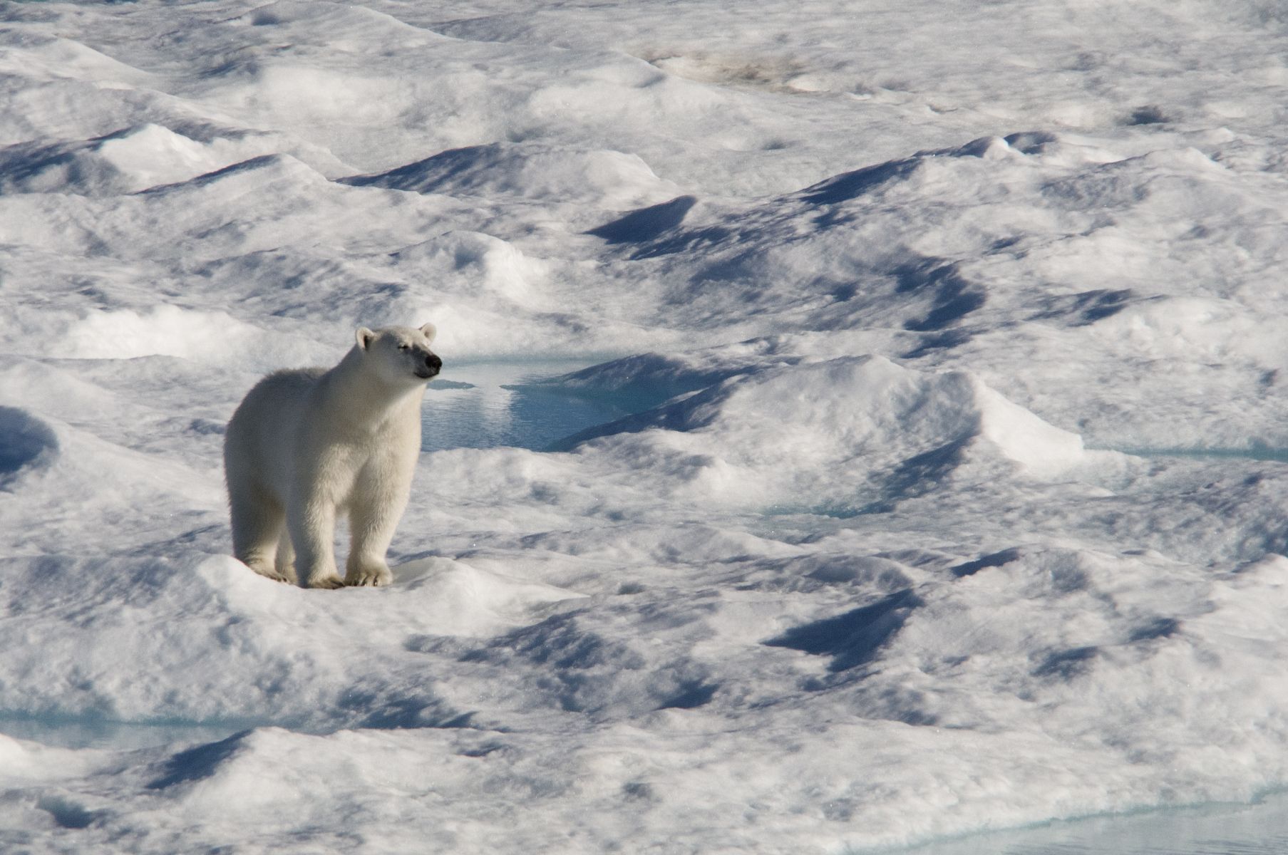 Eisbär in Nunavut